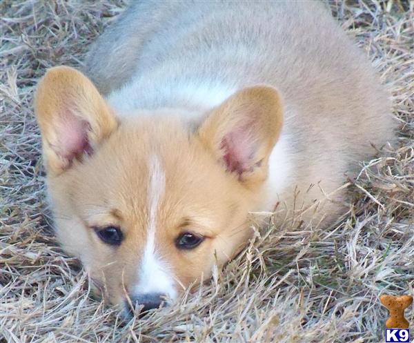 Pembroke Welsh Corgi Puppies
